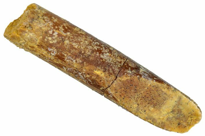 Fossil Sauropod Dinosaur (Rebbachisaurus) Tooth - Morocco #267316